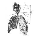 (Metronidazol) - Behandlung von Respiratory Metronidazol